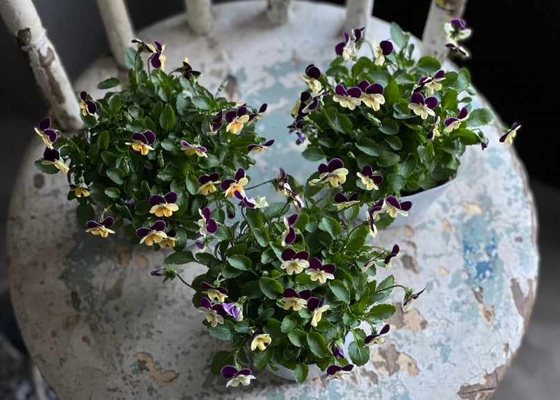 ビオラ ビオレッタ No.8~10 | kiccorie