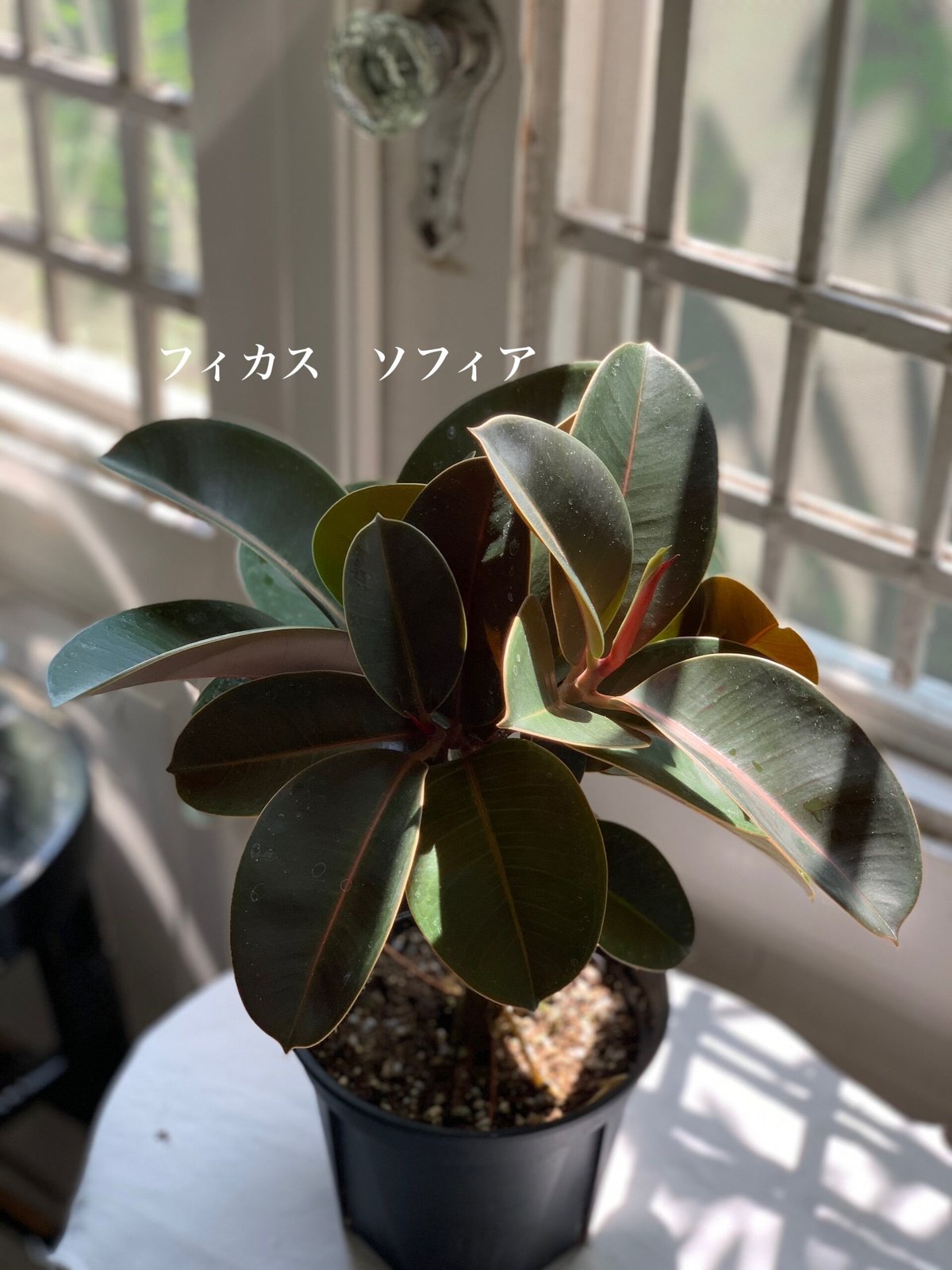 観葉植物 フィカス 5種類 | kiccorie