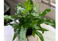 観葉植物　ミクロソリウム　ディベルシフォリウム