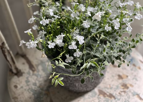 寄植え　陶器