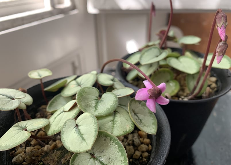 原種シクラメン コウム シルバープリンス | kiccorie