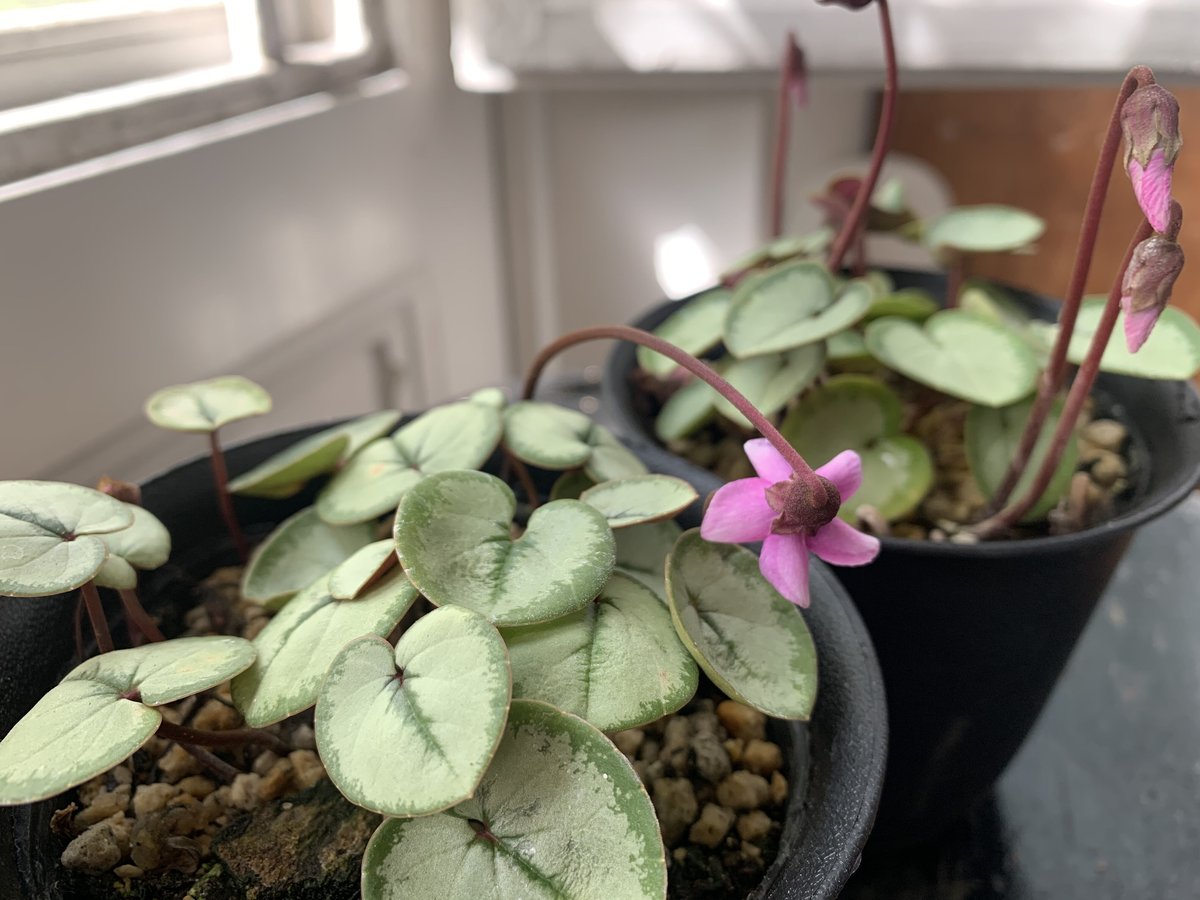 原種シクラメン コウム シルバープリンス | kiccorie