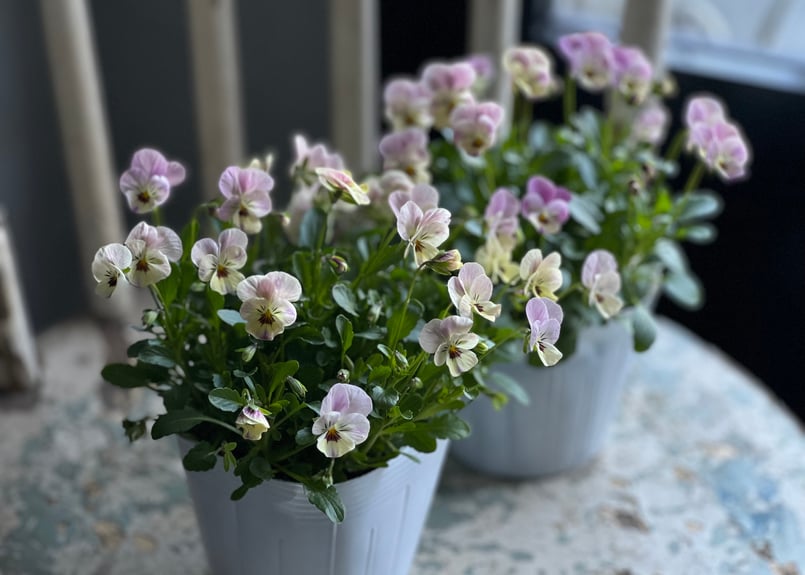 ビオラ ビオレッタ No.8~10 | kiccorie