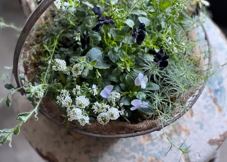 寄植え　アイアンバスケット