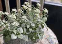 寄植え　ブリキ