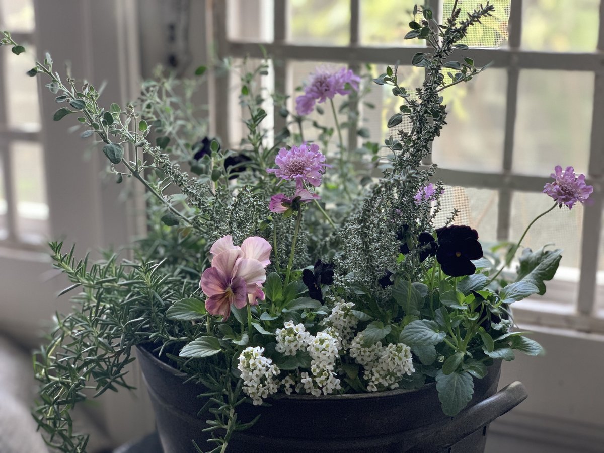 寄植え ブリキ | kiccorie