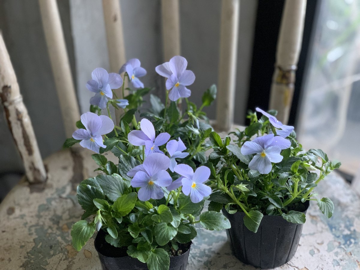 ビオラ ヘブンリーブルー | kiccorie