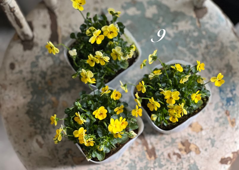 ビオラ ビオレッタ No.6〜9 | kiccorie