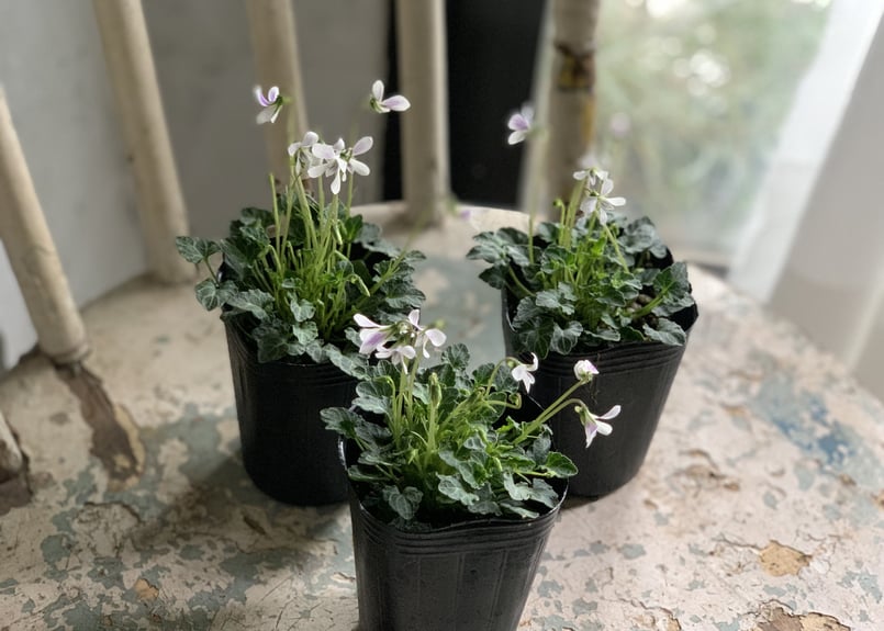 四季咲き 八重山スミレ | kiccorie