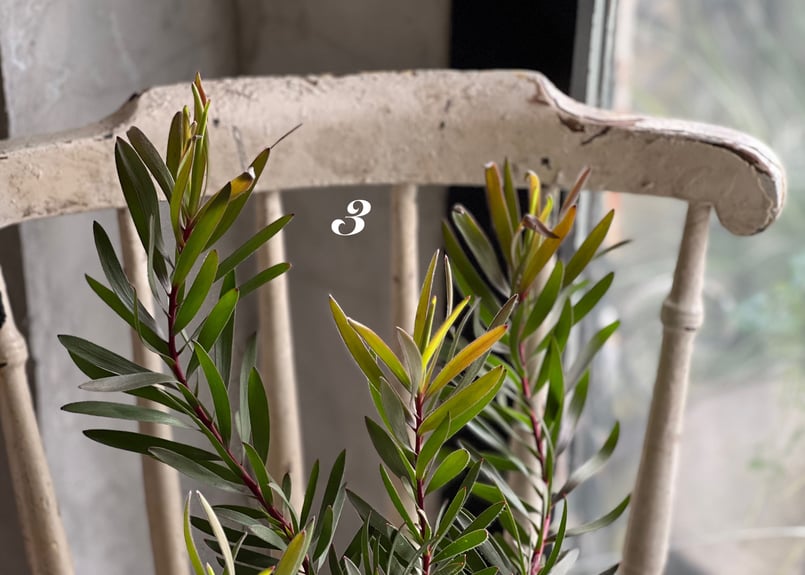 リューカデンドロン mix | kiccorie