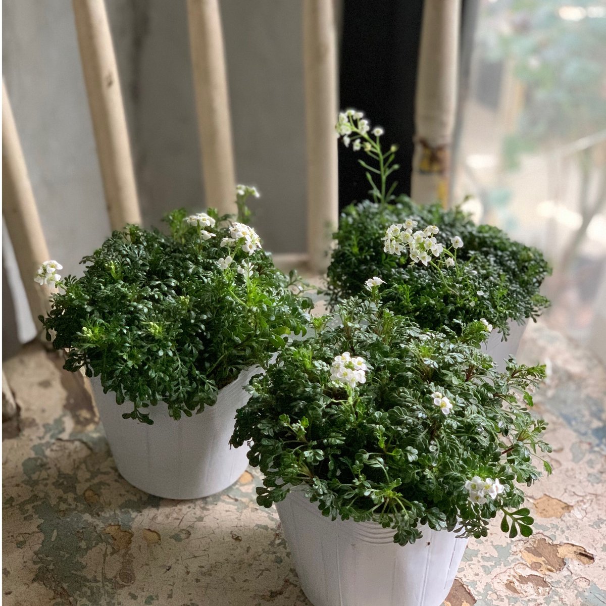 フチンシア アイスキューブ | kiccorie