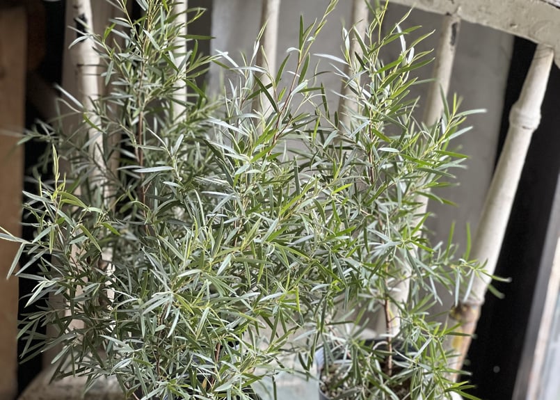 シルバーティーツリー　170cm シルバーティーツリー 170cm レプトスペル シルバーティーツリー