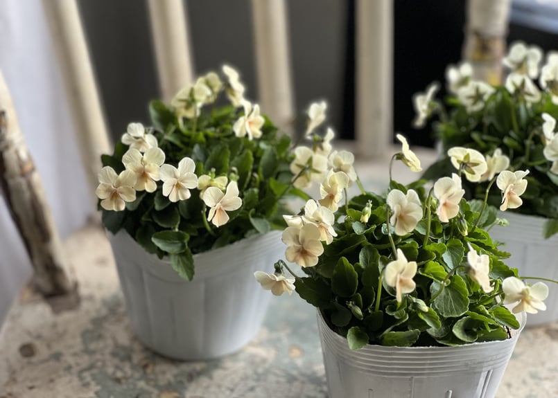 ナナ様　確認用　ビオレッタ ビオラ ビオレッタ No.5~7 | kiccorie