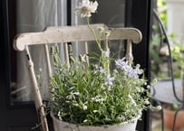 寄植え　ホーロー