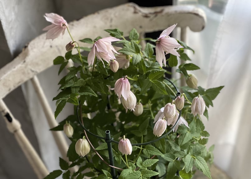 クレマチス・アトラゲネ系