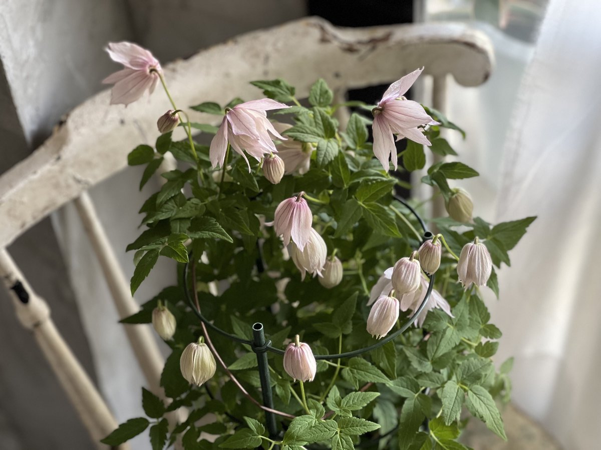 クレマチス・アトラゲネ系