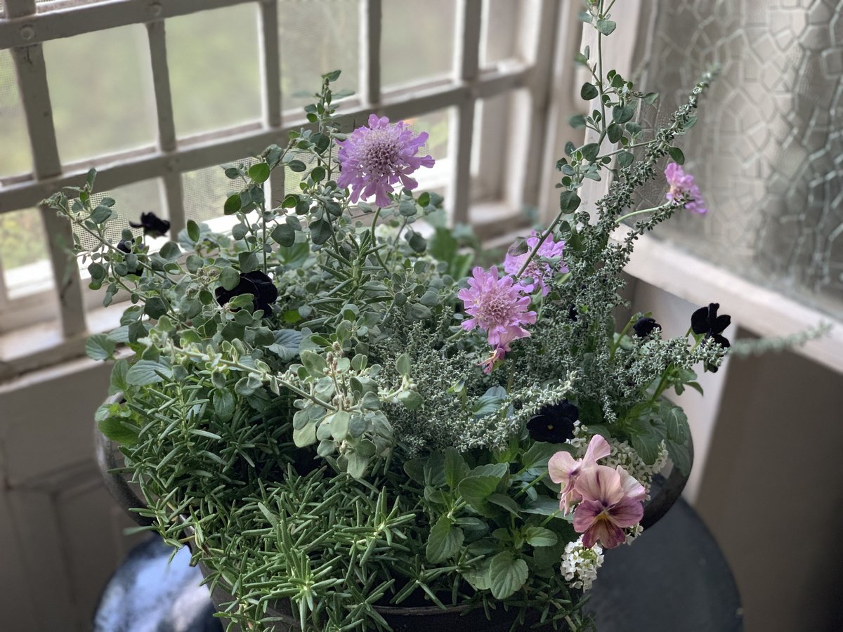 寄植え ブリキ | kiccorie