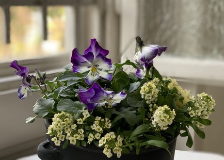 寄植え　陶器