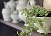 観葉植物　ディスキディア  エメラルド