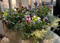 【S様専用】寄植え　陶器×3