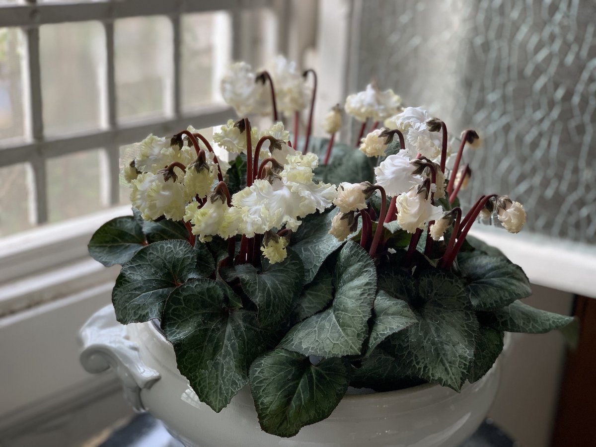 シクラメン シクラメン スワン | kiccorie