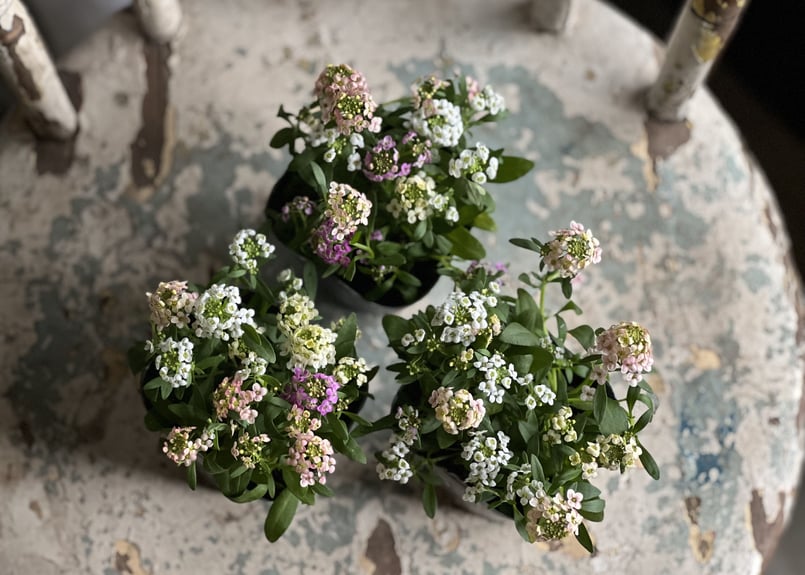 花種】アリッサム スイーティ 嵌め込む パステルミックス ＋ おまけ  