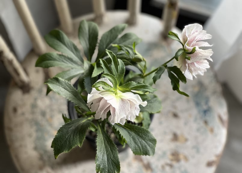 クリスマスローズ ダブル | kiccorie