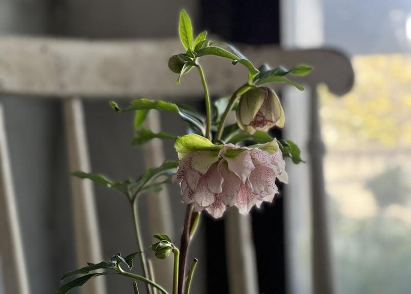 クリスマスローズ ダブル | kiccorie