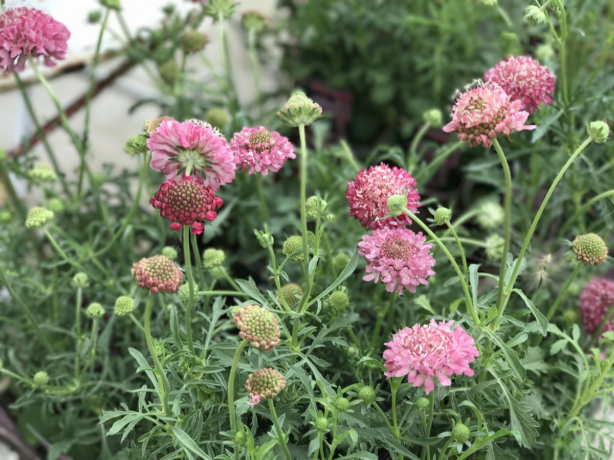 専用＊Halloween＊サーモンピンク＊ブラウン　フェイクスワッグ 再再販』くすみピンクとグレーのスワッグ✿ブーケ プリザーブド