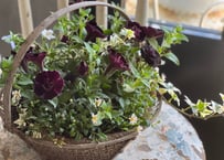 寄植え　アイアンバスケット