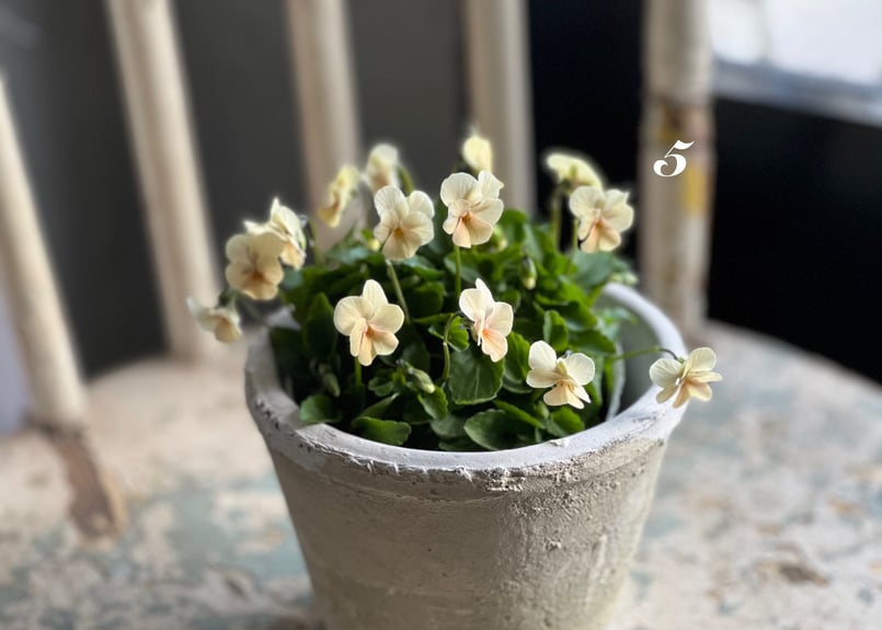 ビオラ ビオレッタ No.5~7 | kiccorie