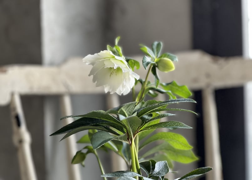 クリスマスローズ ダブル | kiccorie