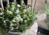 寄植え　ホーロー