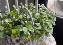 寄植え　バスケット