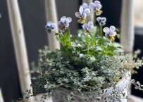 【専用】寄植え　陶器