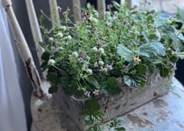 寄植え　陶器