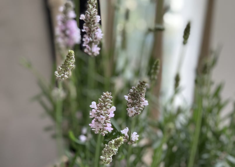 ぐんちゃん　エレガンスピンクの小苗 imgrc0087888616.jpg