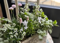 寄植え　陶器