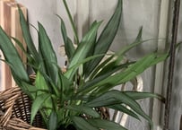 観葉植物　アグラオネマ