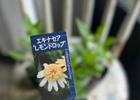 エキナセア　レモンドロップ