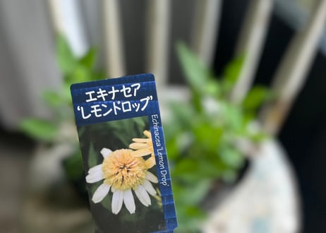 エキナセア　レモンドロップ