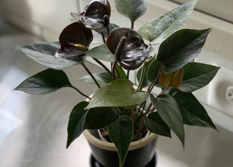 観葉植物 アンスリウム アンドレアナム ブラックラブ | kiccorie