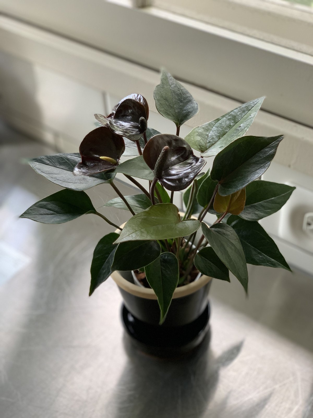 観葉植物 アンスリウム アンドレアナム ブラックラブ | kiccorie