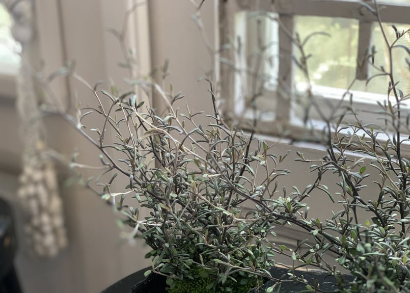 コロキア コトネアスター | kiccorie