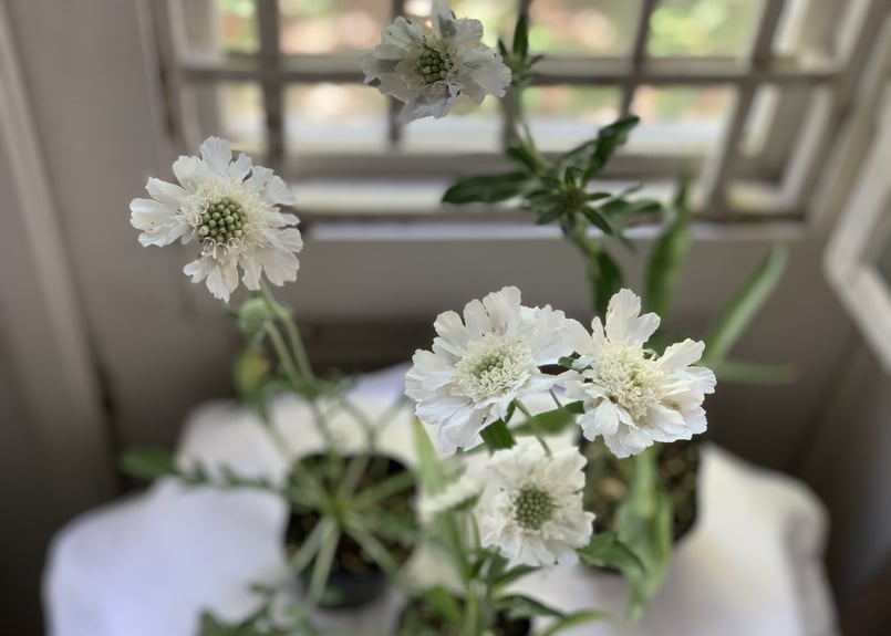 スカビオサ パーフェクタアルバ | kiccorie