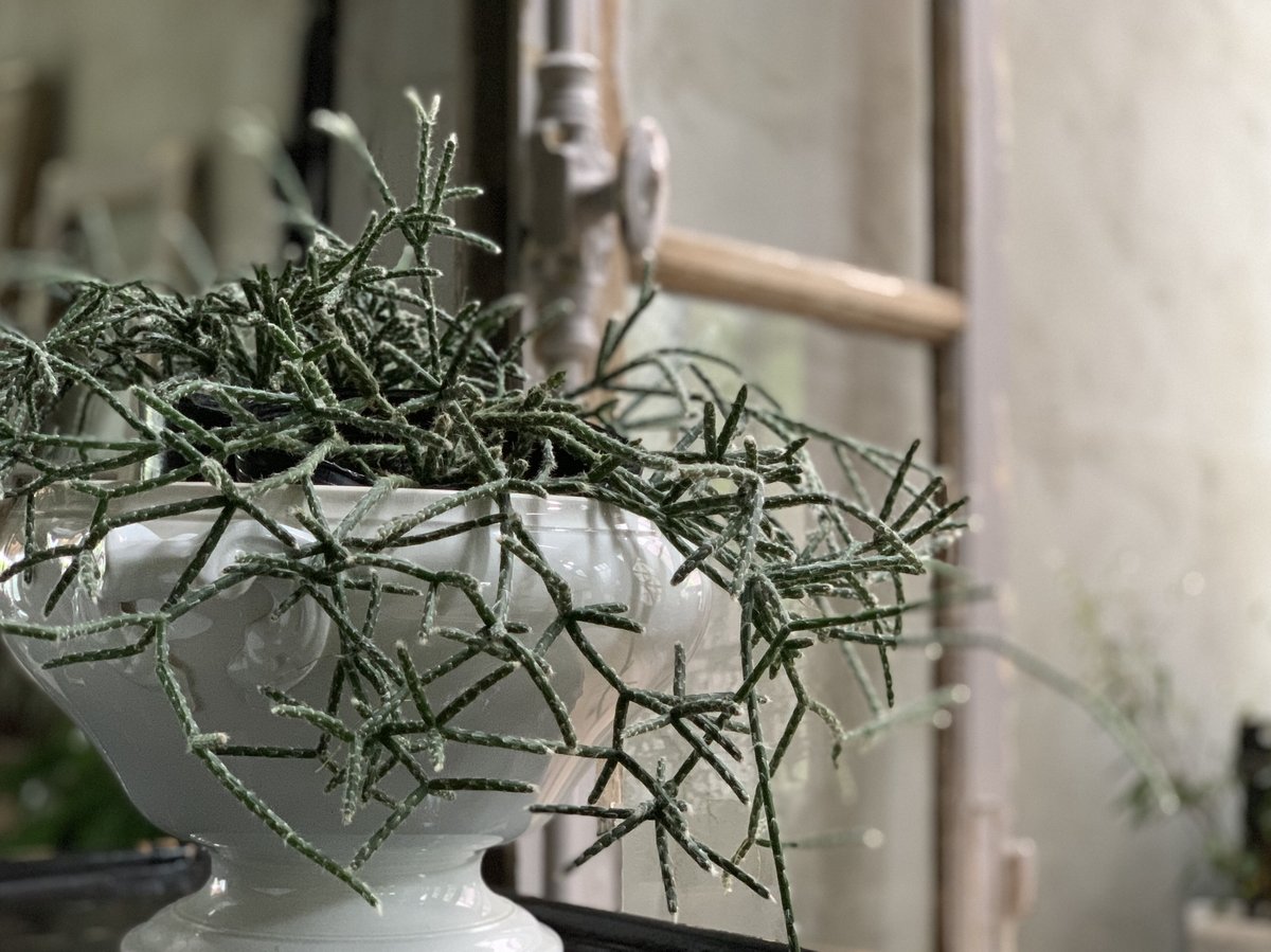 観葉植物 リプサリス フロストシュガー | kiccorie