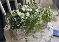 寄植え　陶器