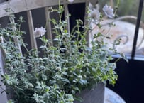 寄植え　ブリキ