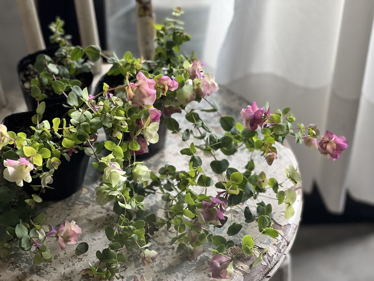 オレガノ ケントビューティー | kiccorie