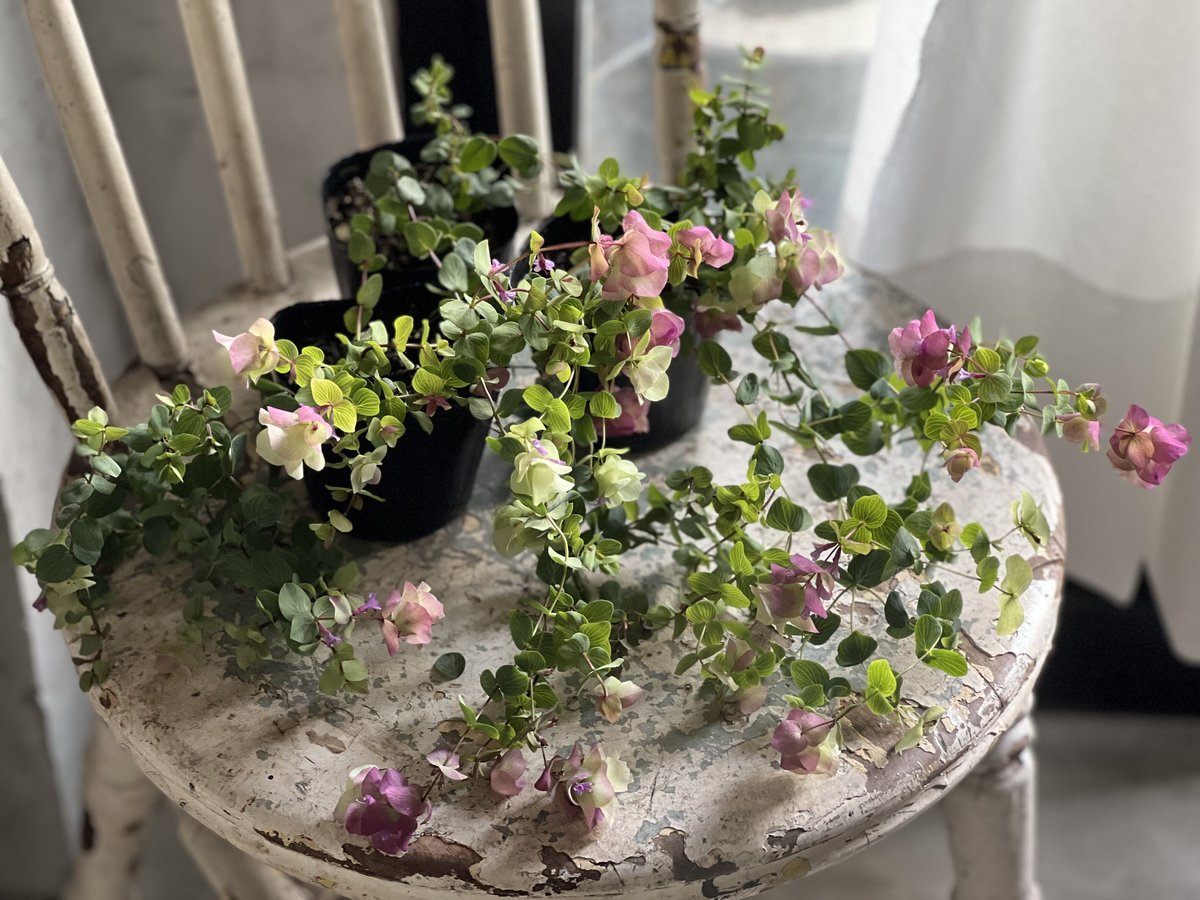 発色綺麗♡ケントオレガノビューティ 切り花 8本 花20以上 オレガノ ケントビューティー | kiccorie